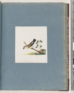 Page 71. Oiseau non identifié. Pipra new - Unknown artist