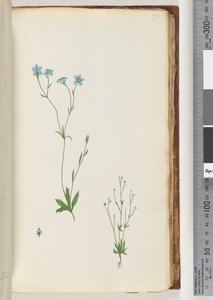 Page 71. Plante non identifiée - Unknown artist