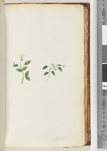 Page 73. Lobélie - Unknown artist