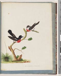 Page 73. Rouge-gorge écarlate - Unknown artist