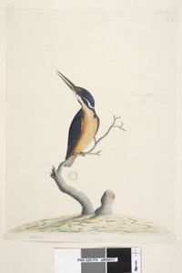 Page 74. Martin-pêcheur. Taille naturelle Martin-pêcheur azuré Alcedo azurea, 1791-92 - Unknown artist