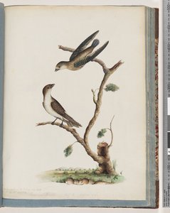 Page 74. Oiseaux non identifiés