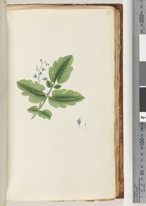Page 74. Plante non identifiée - Unknown artist