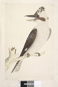Page 75. Dacelo. le long du bord inférieur dans une autre main Taille naturelle. L