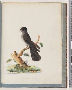 Oiseau non identifié. N. Holland Goatsucker
