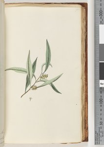 Page 75. Plante non identifiée - Unknown artist