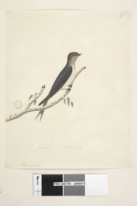 Page 76. Hirundo. au centre inférieur dans une autre main Janvier Taille naturelle Hirondelle bienvenue Hirundo neoxena, 1791-92 - Unknown artist