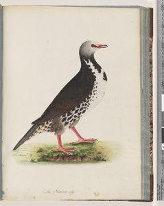 Page 76. Oiseau non identifié