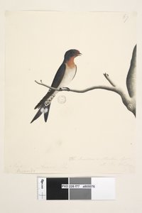 Page 77. Hirondelle. Taille naturelle Hirondelle de bienvenue Hirundo neoxena, 1791-92 - Unknown artist