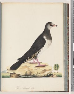 Oiseau non identifié - Unknown artist