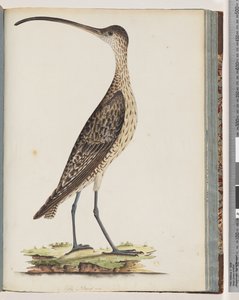 Page 78. Courlis oriental - Unknown artist