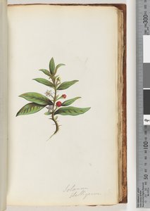 Solanum stelligerum / Morelle étoilée - Unknown artist
