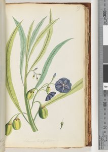 Page 79. Solanum longifolium - Unknown artist