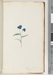 Page 7. Commelina capillaris - Unknown artist
