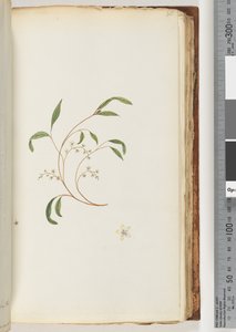 Page 80. Plante non identifiée - Unknown artist