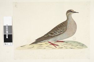 Page 82. Pigeon à ailes de bronze. Taille naturelle Pigeon bronzé commun Phaps chalcoptera, 1791-92 - Unknown artist