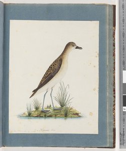 Page 82. Pluvier doré - Unknown artist