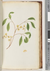 Page 82. Plante non identifiée - Unknown artist