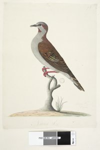 Page 83. Bronze Winged Pigeon. Taille réelle Brush Bronzewing Pigeon Phaps elegans, 1791-92 - Unknown artist