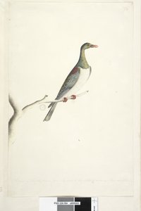 Page 84. Pigeon de l