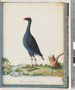 Page 84. Talève sultane - Unknown artist