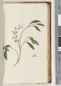 Page 84. Plante non identifiée - Unknown artist