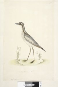 Page 85. Oedicnemus. Curlew de pierre du sud, Burhinus magnirostris, 1791-92 - Unknown artist