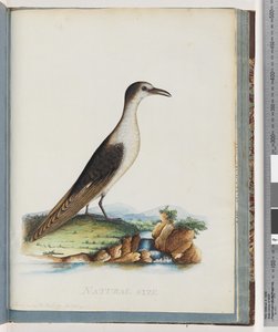 Sterne fuligineuse. Sterna novae Hollandae. Sterne de Nouvelle-Hollande - Unknown artist