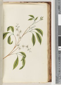 Plante non identifiée - Unknown artist
