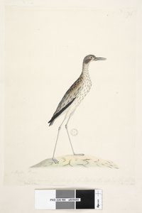Page 86. Un oiseau de nuit. Oedicnemus. Curlew de pierre du sud, Burhinus magnirostris, 1791-92 - Unknown artist