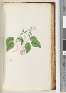 Page 87. Plante non identifiée - Unknown artist
