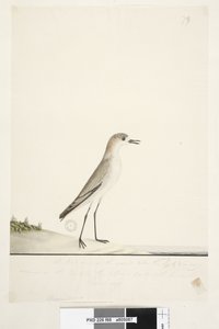 Page 88. Charadrius. sous la ligne de cadre dans une autre main Cet oiseau court sur le sol comme l