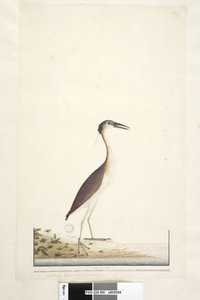 Page 89. Ardea ..?.. Héron de nuit Nankeen, Nycticorax caledonicus, 1791-92 - Unknown artist