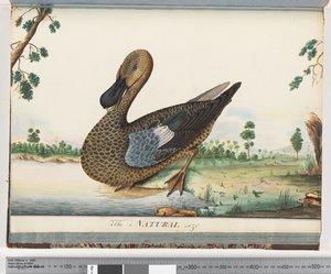 Page 89. Canard - Unknown artist
