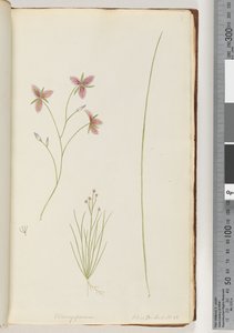 Page 8. Chlamysporum Sal. in Par Lond. No. 35 - Unknown artist