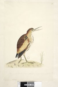 Page 90. Ardea. Petit Butor, Ixobrychus minutus, 1791-92 - Unknown artist