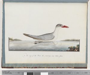 Page 90. Sterne caspienne - Unknown artist