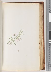 Page 90. Plante non identifiée - Unknown artist