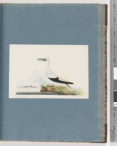 Page 91. Oiseau non identifié. Pel. borssanus - Unknown artist