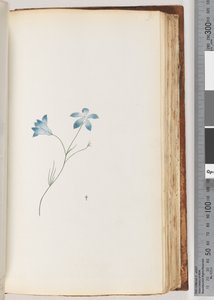 Page 91. Plante non identifiée - Unknown artist