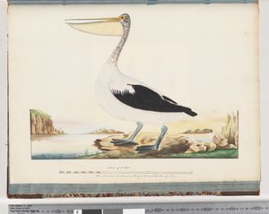 Page 92. Pélican australien - Unknown artist
