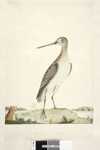 Page 92. Bécassine. Taille naturelle Bécassine japonaise Gallinago hardwicki, 1791-92 - Unknown artist