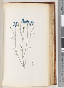 Page 92. Plante non identifiée - Unknown artist