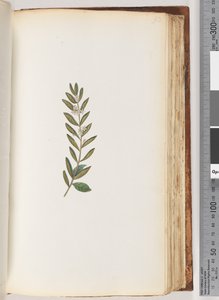 Plante non identifiée - Unknown artist