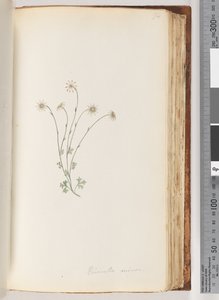 Page 94. Eriocalia minor - Unknown artist