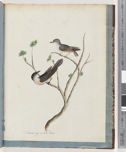 Page 94. Oiseaux non identifiés
