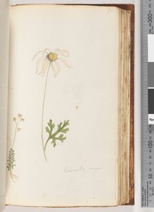 Page 95. Eriocalia major - Unknown artist