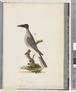 Page 95. Friarbird bruyant. Méliphage à front de bouton