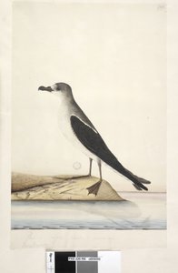 Oiseau de l