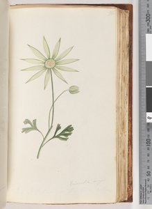 Page 96. Eriocalia major. Je crois que c